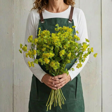 Griffiti, Bupleurum Seeds - Packet image number null